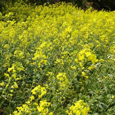 那坎怒放的油菜花