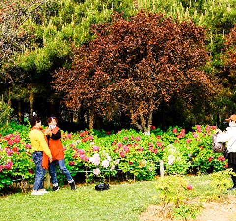 2020年春暖花开时，春天依然到来