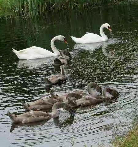 绿水青山白天鹅