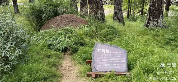 哪里有卖杜鹃苗的地方