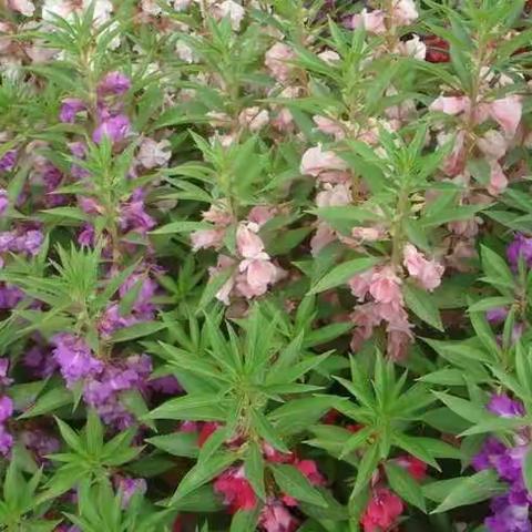 我与凤仙花共成长---记三年级凤仙花种植活动