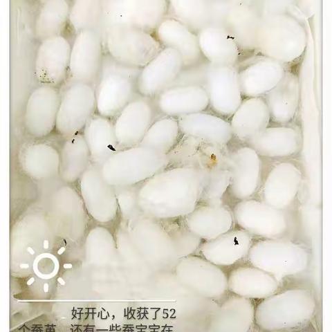 养蚕科学实验记录