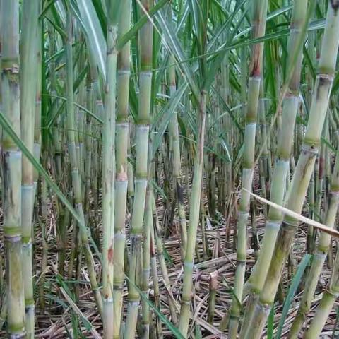 小时候常见的几种水果现在几乎看不到了