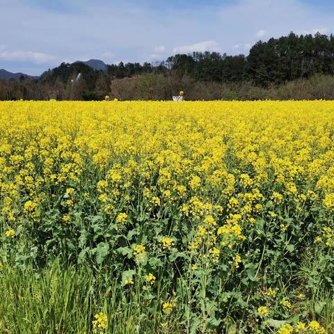 齐云山幼儿园“停课不停学”第二十四期