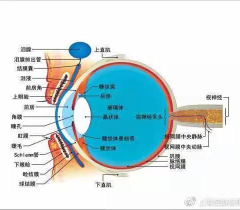 近视眼只能戴眼镜吗？学视力自然疗愈矫正有效果吗