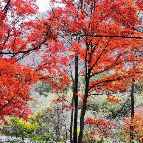 万里行||观云海赏枫叶之旅