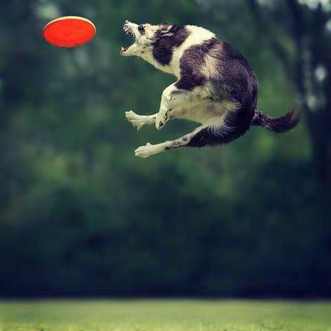 飞翔吧！    二狗子！