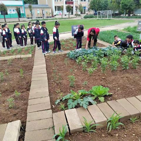 东屯小学劳动实践活动简报