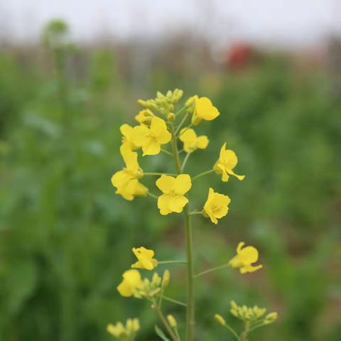 “低海拔”体质与“高海拔”风景