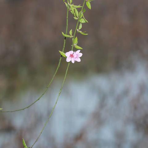 这世界不停开花，我想放进你心里一朵。