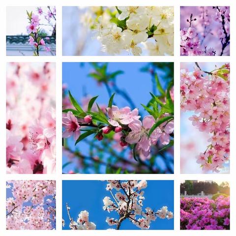 万物复苏必有时，疫去安来春可期——防疫九龙街道乐戈必完小在行动