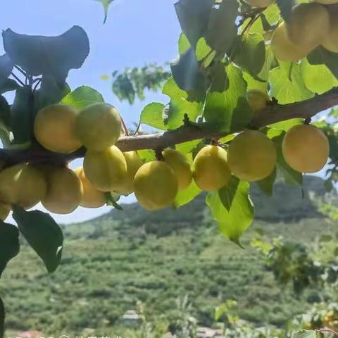 第三届珍珠油杏旅游文化节开幕