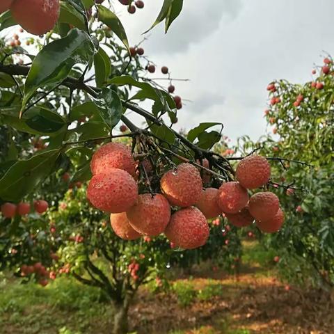 自家果园，入园10元 ， 采摘成品果5元一斤，摘满10斤免人头费！〈珍惜果实，杜绝浪费〉