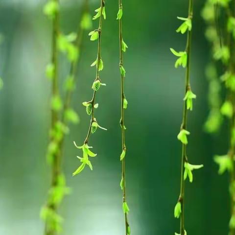 疫情遁形杨柳绿，健康校园待子归――蓓林学校周工作纪实