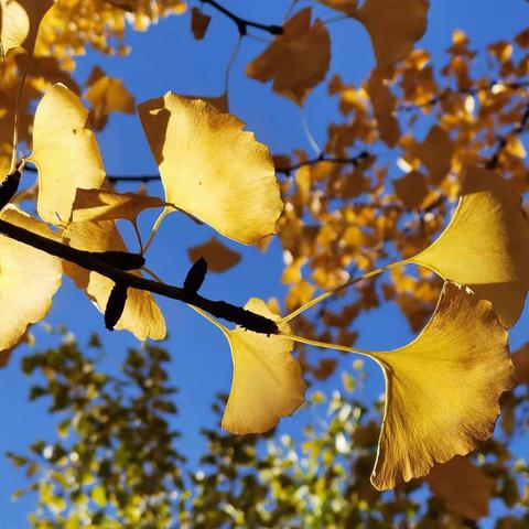 🍒【风石堰镇中心幼儿园】享受自然，收获快乐！我们秋游啦～