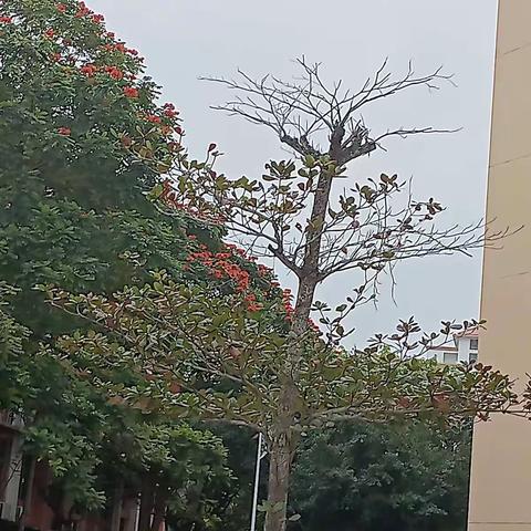 淡写 ╮青春的美篇