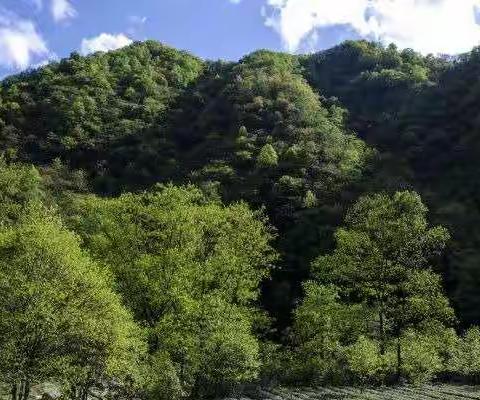 来自大山深处的乌桕蜜