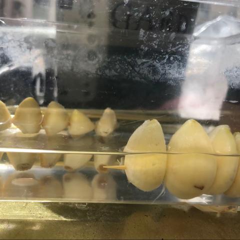 植物有生命—-大蒜🧄（海曙外国语青林校区102班郑添硕）