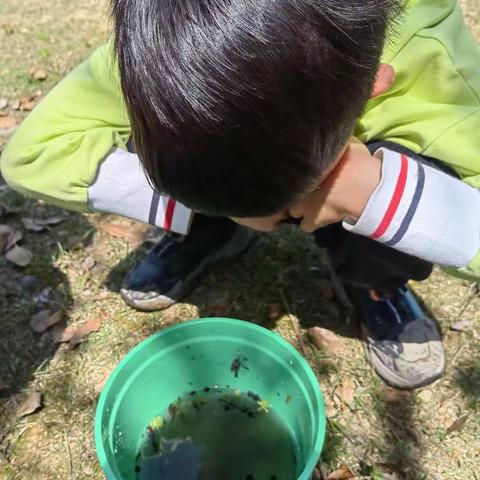 小蝌蚪成长记—宁波海曙外国语学校清林校区106班沈磊