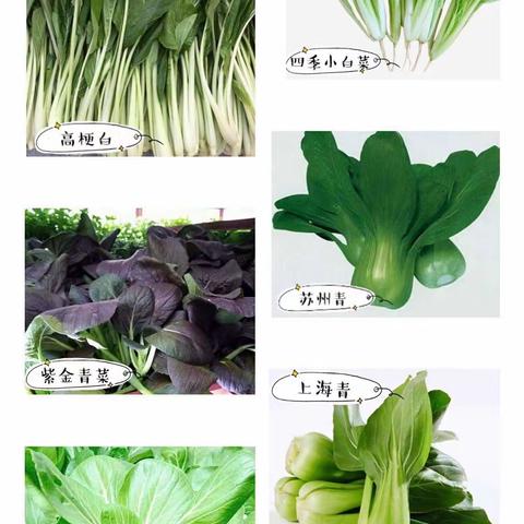 嗨！青菜🥬