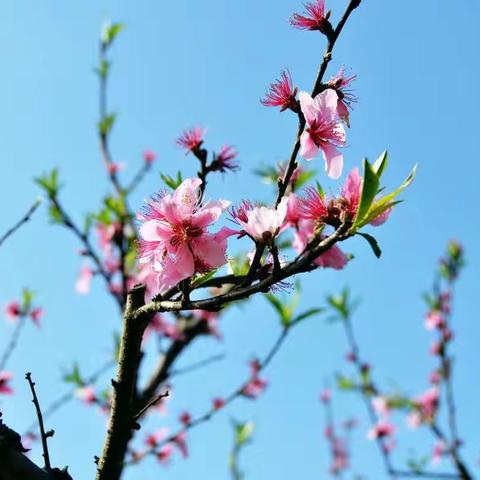 高庙中心学校“严防疫情，别样开学”