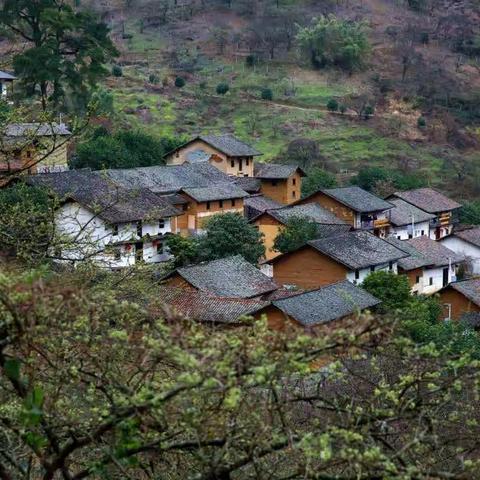 【欢喜过大年】利箭《探秘“李花源”》（岁月已晚 人心安恬 你会静享这小小清福吗）