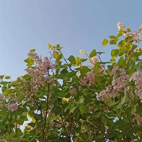 【民生蓝景苑】项目4月份简报