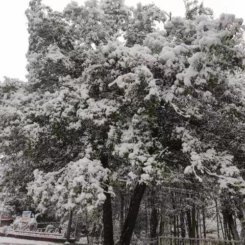 最美不过下雪天❄️——江口中学