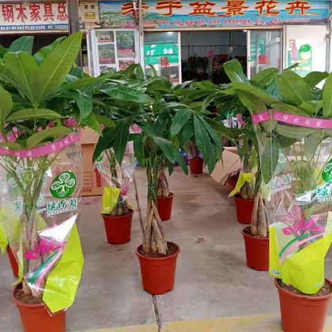 老于家的花卉店     于金玉/文图