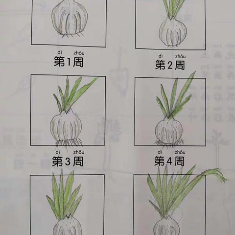 【西苑•双减】体验促认知 实践出真知——科学学科十一月学科竞赛