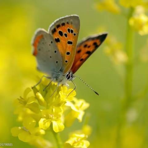 “教而不研则浅，研而不教则空；教乃研之基础，研乃教之利器。”——记新学期回民区语文教研活动