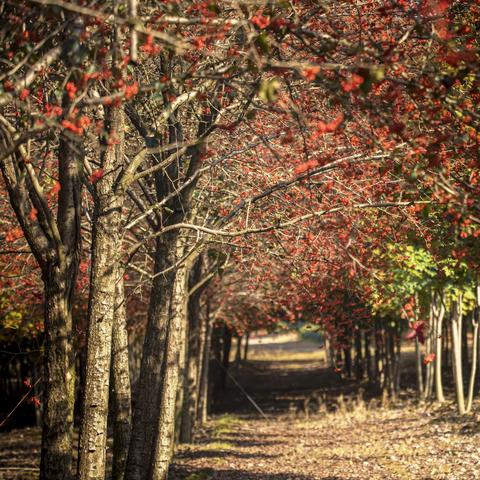 踏秋赏菊乐重阳