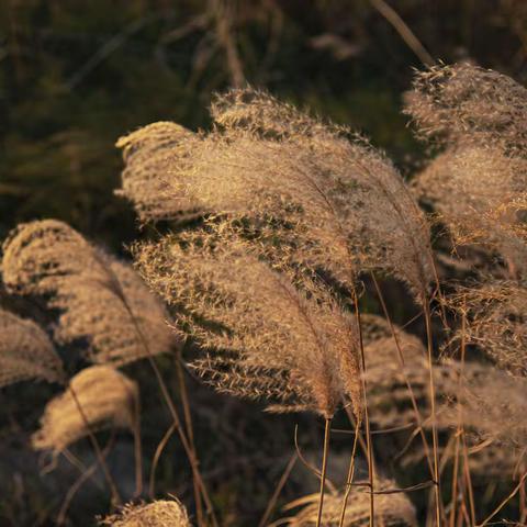 低吟浅唱芦苇荡温暖相拥2020