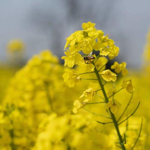 油菜花儿开
