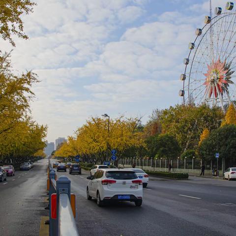 金色染初冬—最美芜湖银杏大道