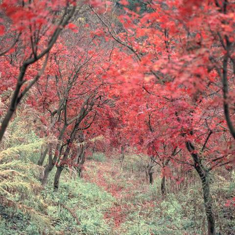 爱在那枫叶红的深秋
