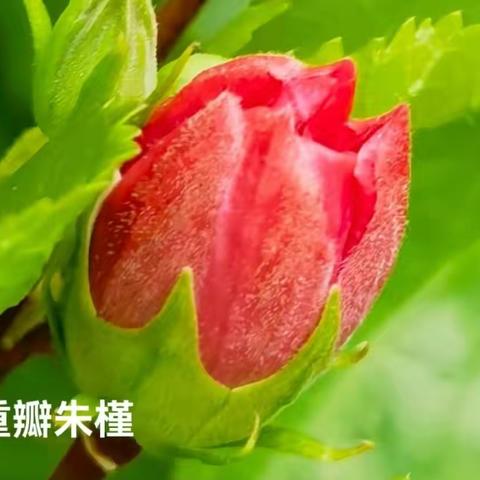 末伏初秋时节，在绿色中寻找斑澜色彩。