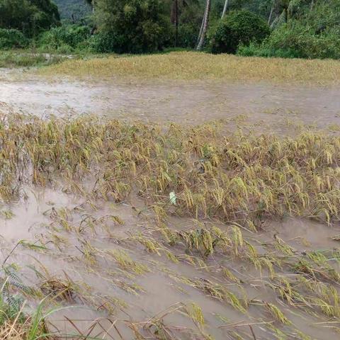 雨后巡查