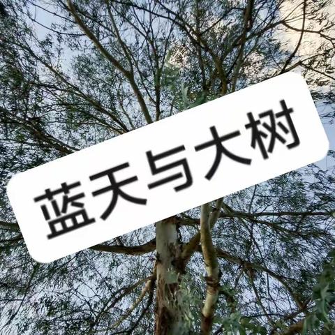 蓝天与大树