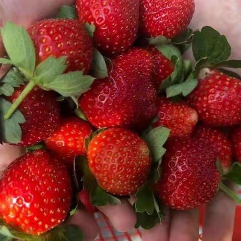 寒假实践之〖摘草莓〗