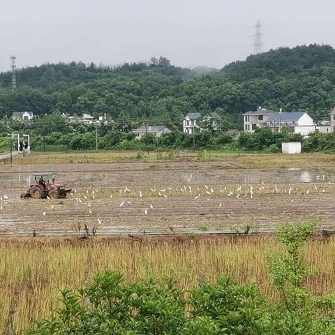 夏季制种风光