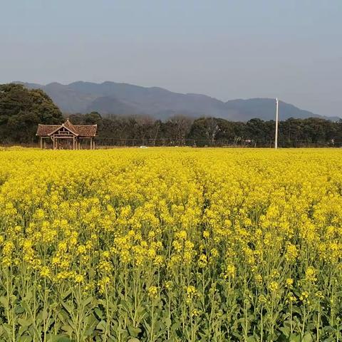 油菜花海