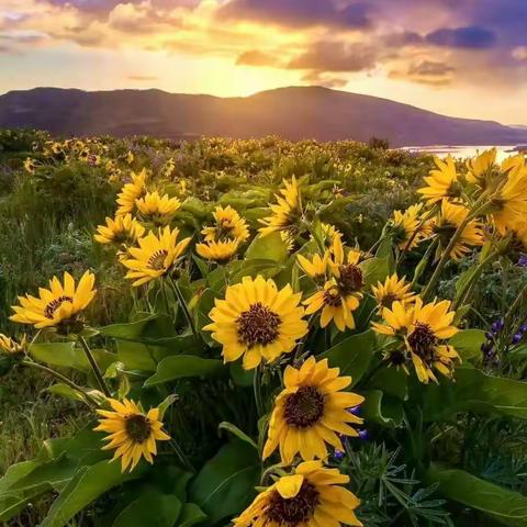 三尺讲台竞风采，高效课堂促提升――搬旧小学教师课堂教学竞赛