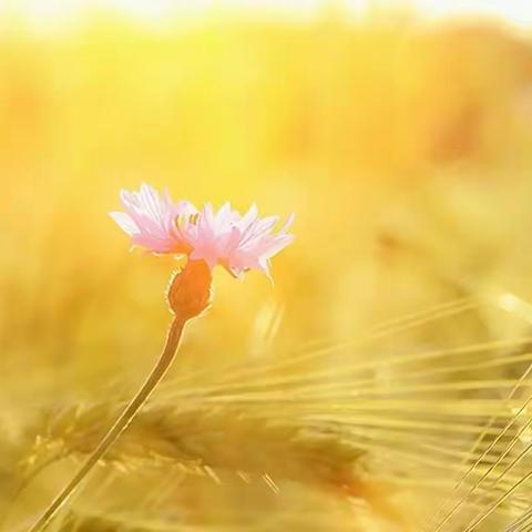 “安全”入人心，“演练”增技能——老麦乡搬旧小学安全演练活动（副本）