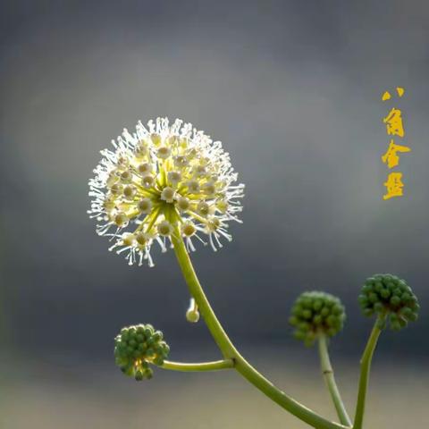 八角金盘花