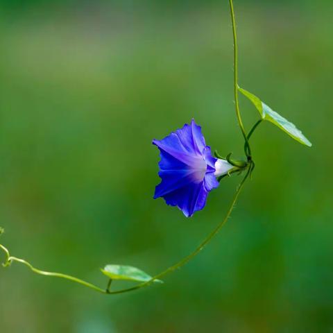 牵牛花