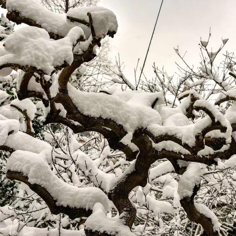 2021年12月26日，瑞雪纷飞，江南雪景风光