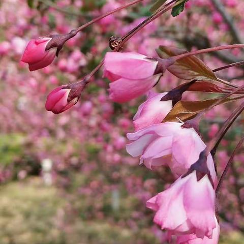 【甘西教学篇】——周敏老师带你走进五年级英语微课堂《My favourite season》