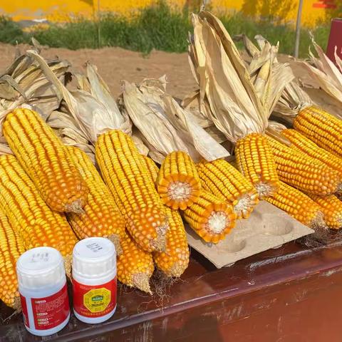 “仓廪实、天下安”——尧都区贾得乡粮食增产增收现场观摩会