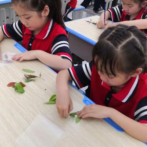 探索大自然，小手制标本！